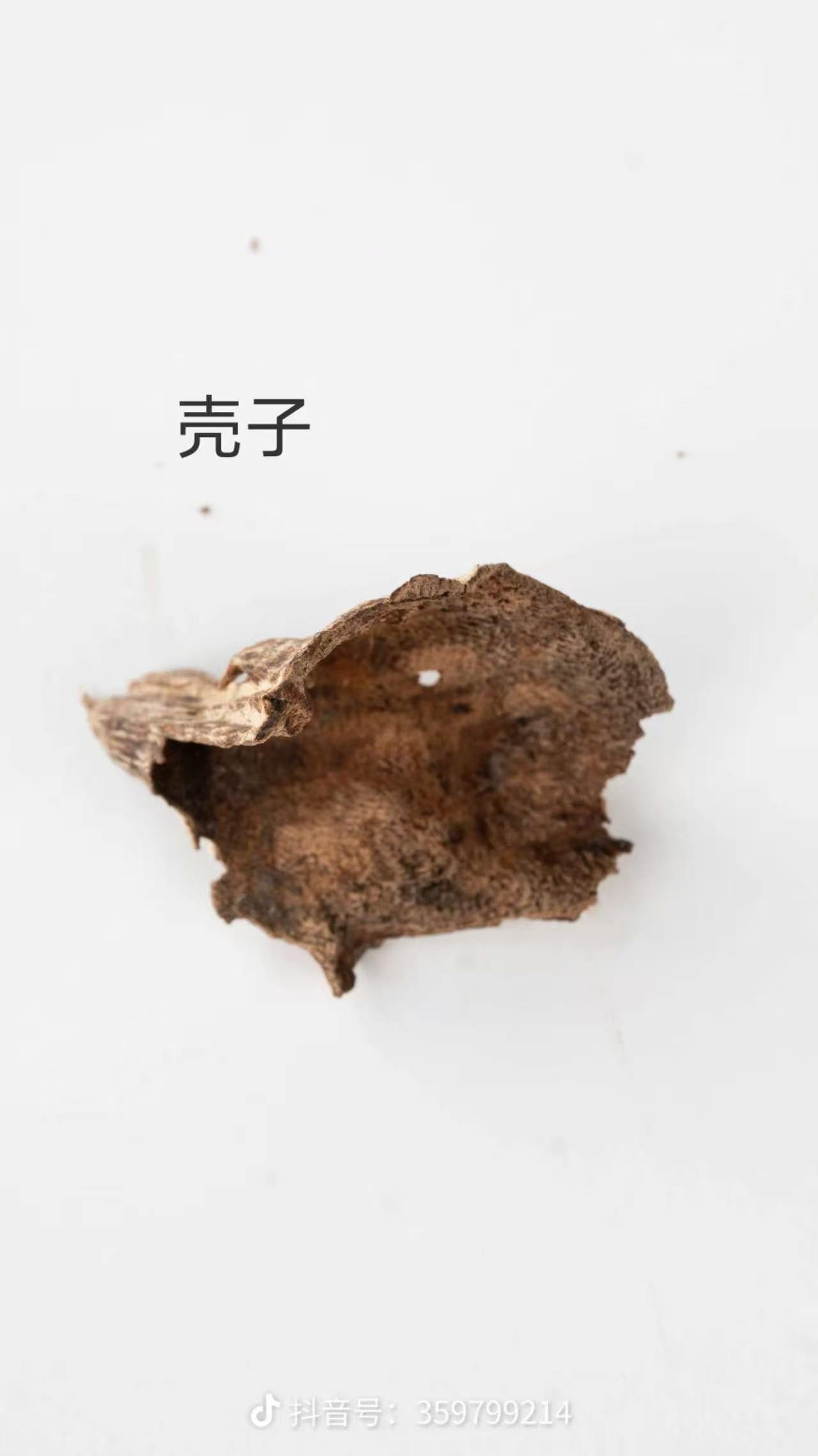 壳子 รูปเปลือกไม้กฤษณาป่า — เปลือกนอกโค้งพร้อมเยื่อบุยาง วัตถุดิบ Aquilaria เบาเกรดธูป