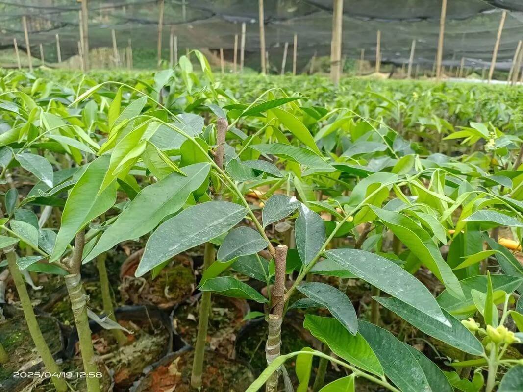 Aquilaria sinensis nursery showing six proven cultivars including Watermelon Leaf and grafted Tiger Stripe No.2 seedlings ready for plantation shipment