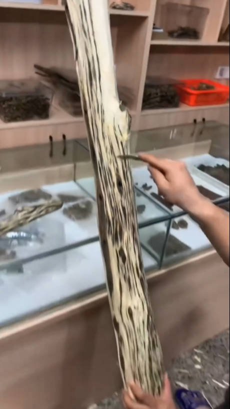 Agarwood Logs — Premium plantation agarwood logs — display specimens, collector pieces and raw material stock. From $88/piece.