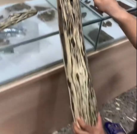 Agarwood Logs — Agarwood Logs wholesale China, image 5
