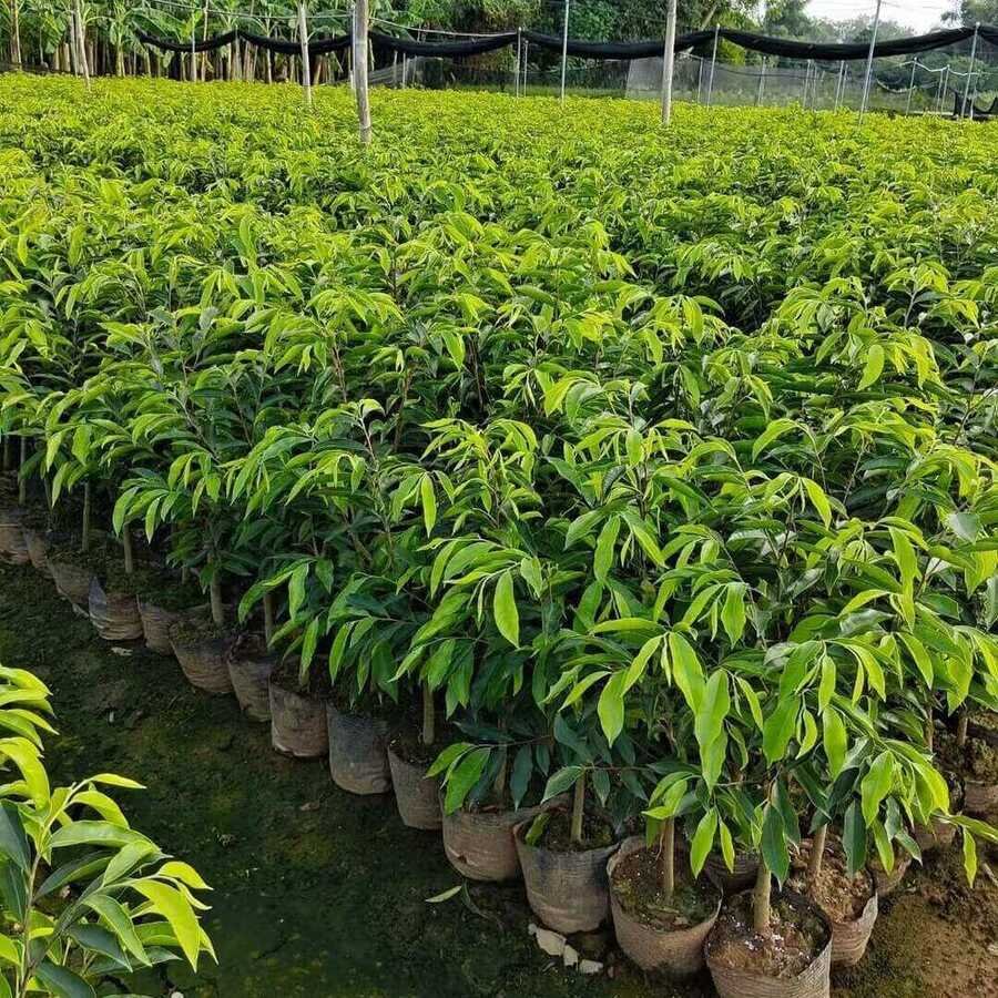 Aquilaria agarwood plant seedlings plantation — sustainable agarwood tree cultivation in Guangdong China