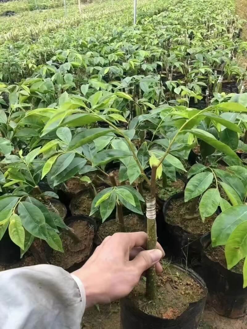 Agarwood Plant Seedlings — Healthy plantation Aquilaria sinensis agarwood plant seedlings — $15/plant, MOQ from 100 plants, kynam grafting available.