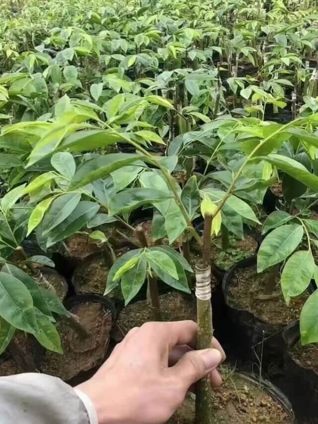Agarwood Plant Seedlings — Agarwood Plant wholesale China, image 2