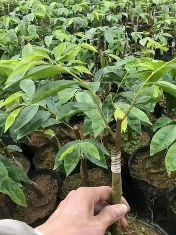 Agarwood Plant Seedlings — Agarwood Plant wholesale China, image 3