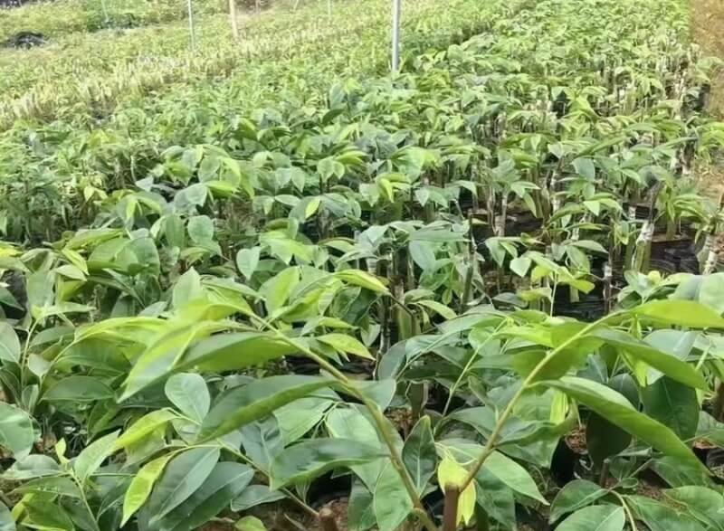 Agarwood Plant Seedlings — Agarwood Plant wholesale China, image 4