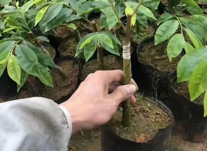 Agarwood Plant Seedlings — Agarwood Plant wholesale China, image 5