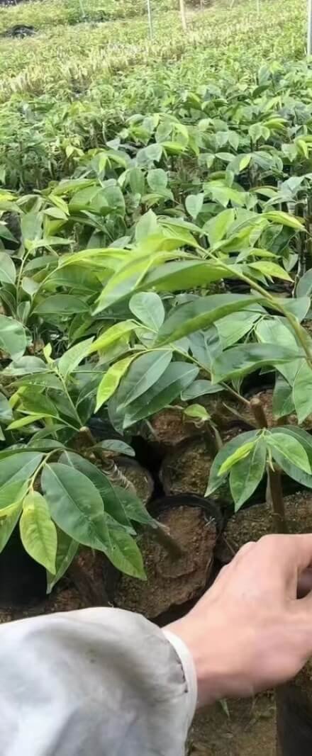 Agarwood Plant Seedlings — Agarwood Plant wholesale China, image 6