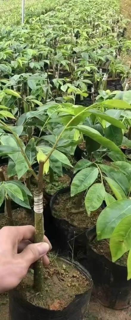 Agarwood Seedlings (Aquilaria Sinensis) — profile and cross-section angle for grading reference
