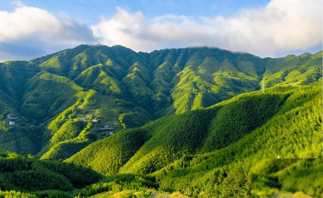AgarwoodTown plantation — 12 years in the agarwood wholesale business, founded 2014 Guangdong China