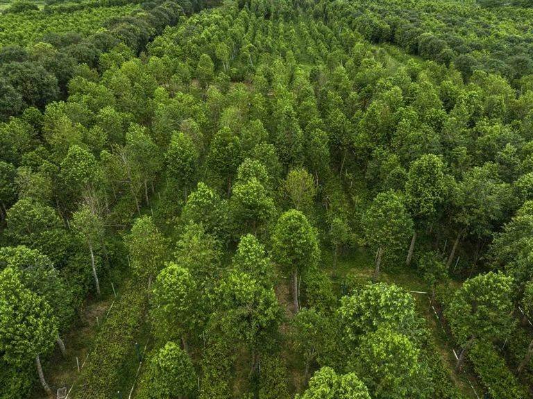 Agarwood price per kg — competitive wholesale agarwood pricing direct from plantation, no middlemen