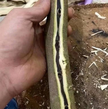 Bûche d'agarwood kynam — Bûche d'agarwood kynam ultra-rare — spécimen de qualité muséale, grade d'investissement. Prix sur demande., image 2