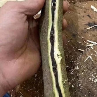 Bûche d'agarwood kynam — Bûche d'agarwood kynam ultra-rare — spécimen de qualité muséale, grade d'investissement. Prix sur demande., image 3