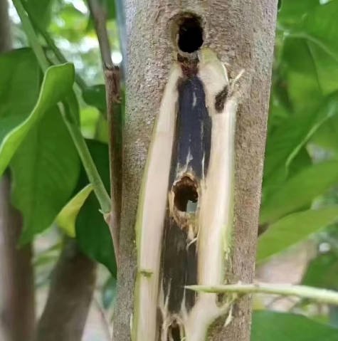 Cultivated Agarwood 2026: 7 Proven Kynam & Plantation Oud Insights