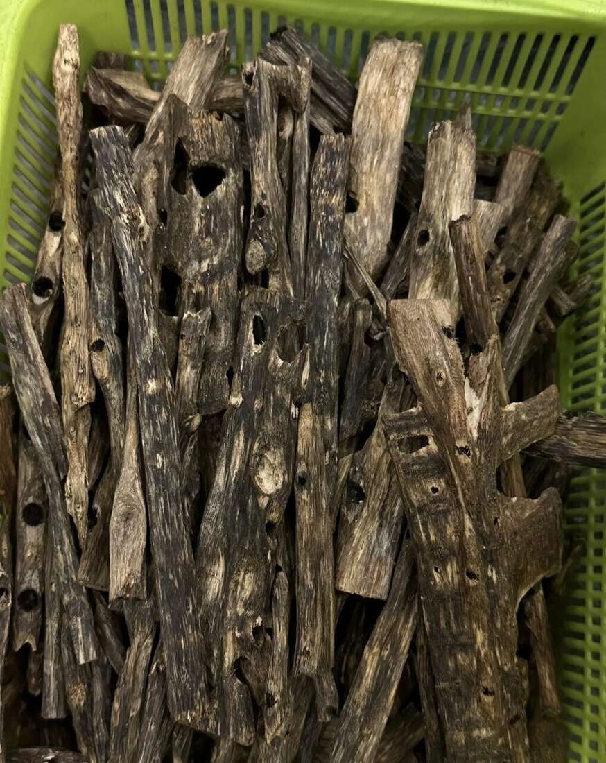 Oud Wood Chips — Premium oud wood chips and agarwood raw material — graded, CITES certified, wholesale direct from Guangdong.